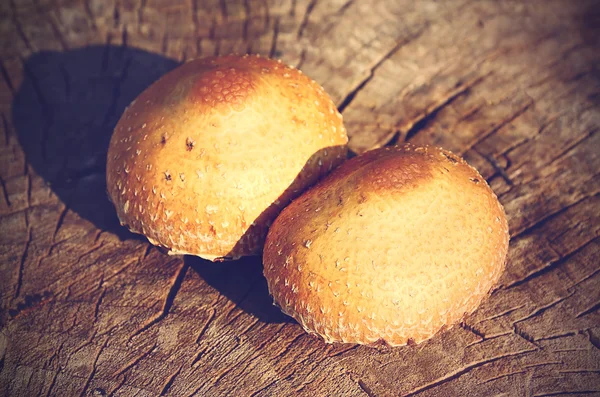 Photo vintage de champignons sur tronc d'arbre coupé — Photo