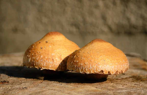 Closeup photo of mushrooms on cut tree trunk — Stock Photo, Image