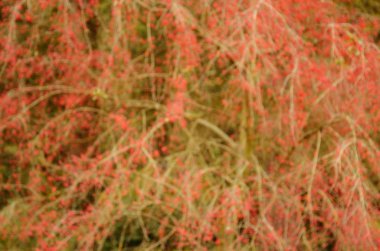 Bush kırmızı çilek arka plan bulanık