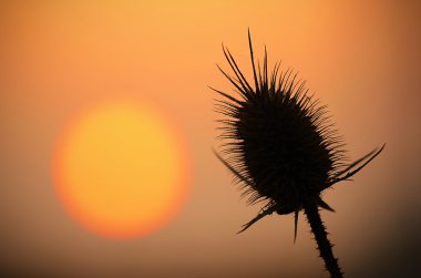 Wild thistles silhouette at sunset clipart