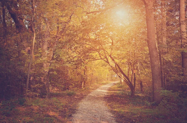 Bosque de otoño en un día soleado —  Fotos de Stock