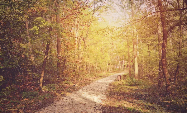 Bosque de otoño en un día soleado —  Fotos de Stock