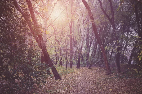 Vintage photo of forest — Stock Photo, Image