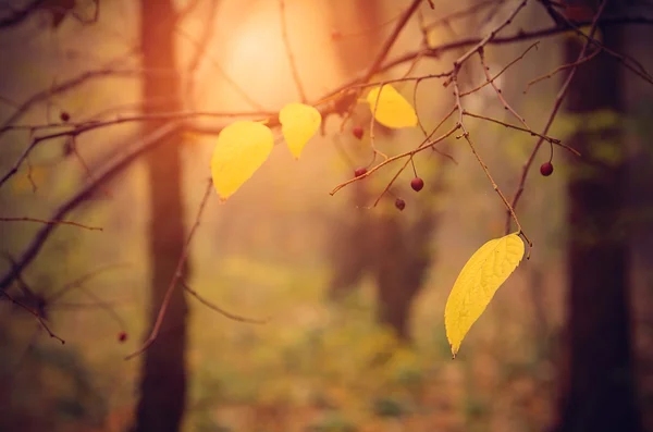 Autumn leaf on branch — Stock Photo, Image