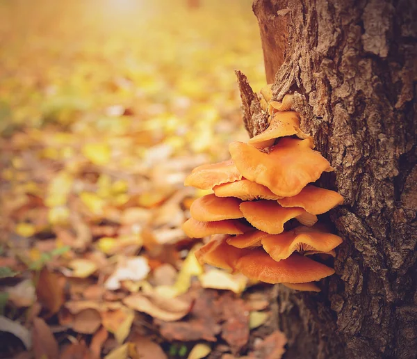 Orange mushrooms on tree trunk — Stock Photo, Image