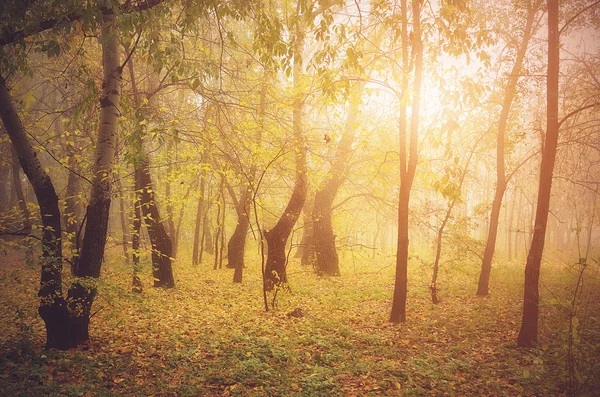 Foto vintage da floresta — Fotografia de Stock