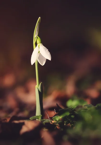 Ročník fotografické sněženka květ — Stock fotografie