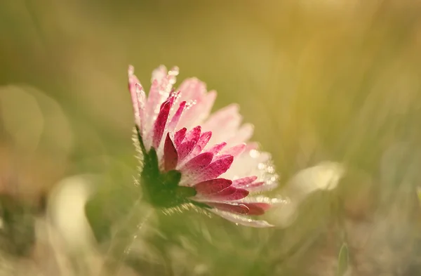 Closeup fotografie sedmikráska květ — Stock fotografie
