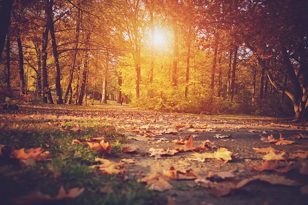 Vintage foto van herfst bos — Stockfoto