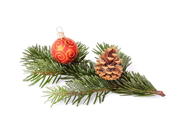 Fir branch on white background — Stock Photo, Image