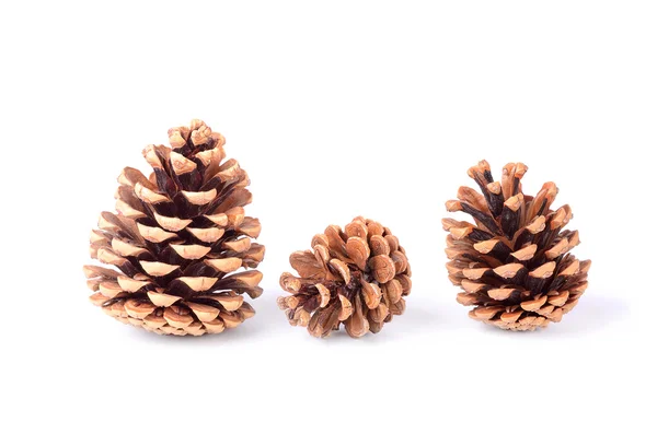 Cones de pinheiro isolados sobre branco — Fotografia de Stock