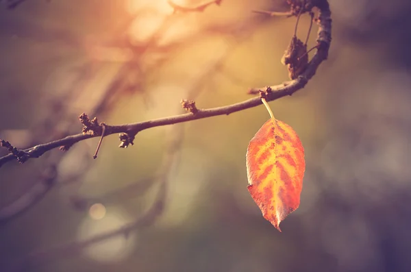 Autumn leaf on branch, vintage view — Stock Photo, Image