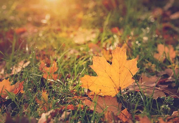 Autumn leaf on green grass at sunset — Stock Photo, Image