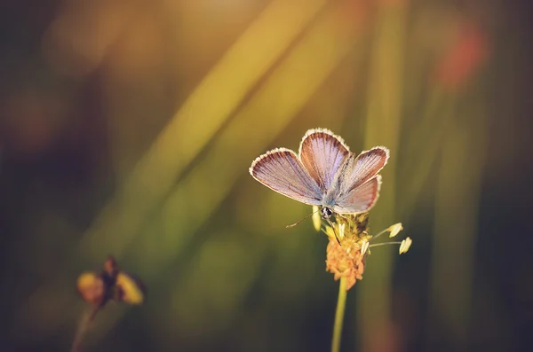 Foto de primer plano de una mariposa increíble — Foto de Stock