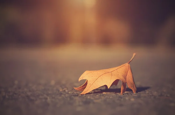 Dry autumn leaf — Stock Photo, Image