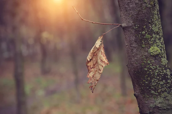 Autumn leaf on branch at sunset — Stock Photo, Image