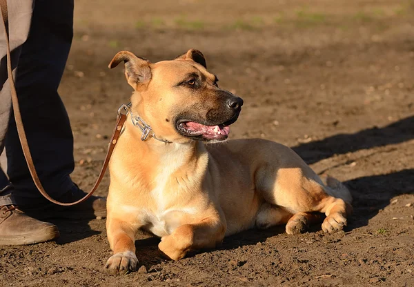 Hund med ägare i parken — Stockfoto