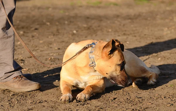 Parkta sahibi olan köpek. — Stok fotoğraf