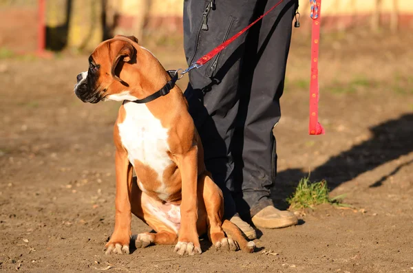 Bokser hond — Stockfoto