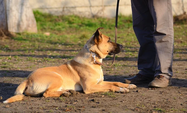 Hund med ägare i parken — Stockfoto