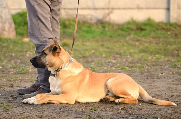 Dog with owner in the park — Stock Photo, Image