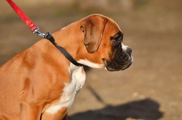 Boxerhund — Stockfoto