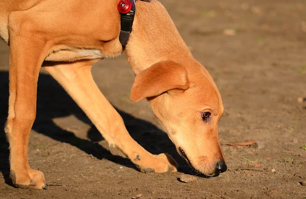 Dog smell — Stock Photo, Image