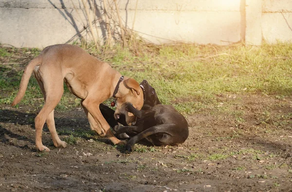 犬の肖像画 — ストック写真