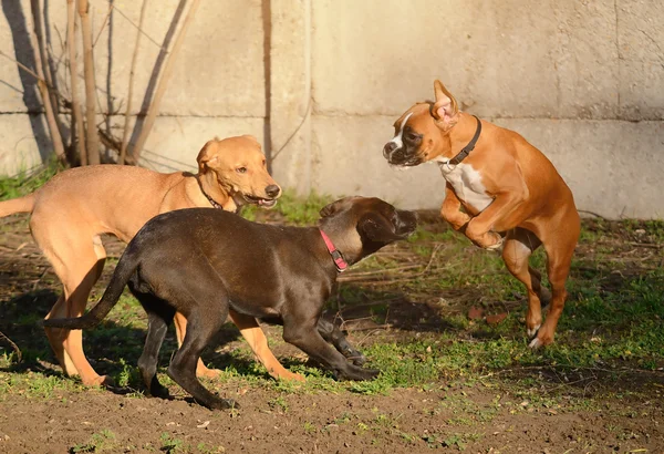 Dogs portrait — Stock Photo, Image