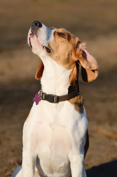 Retrato de perro Beagle — Foto de Stock