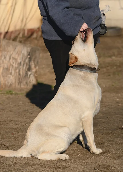 Labrador retriever köpek portre — Stok fotoğraf