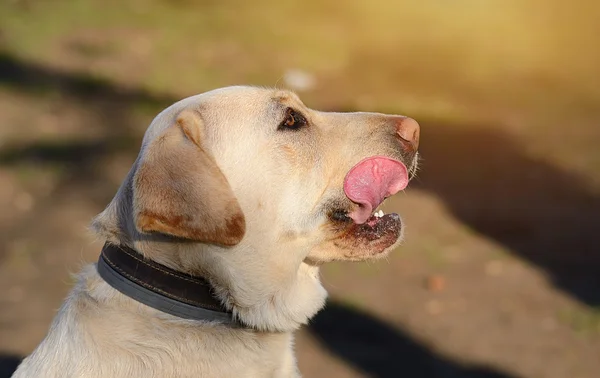 Labrador Retriever Hund Porträt — Stockfoto