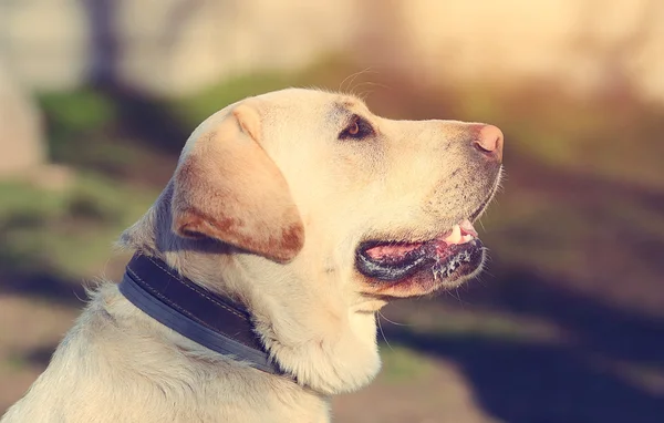 Labrador retriever hund porträtt — Stockfoto