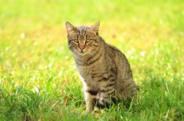 Yeşil çim siting kedi