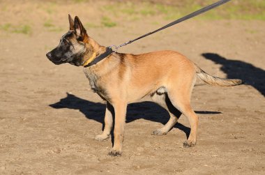 Alman çoban köpeği.