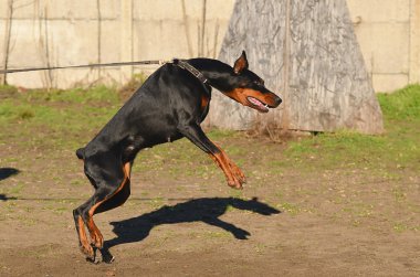 doberman pinscher köpek
