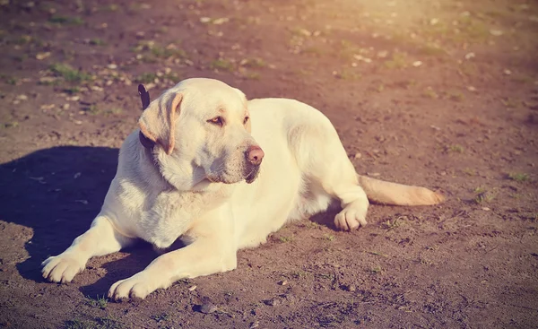 Labrador retriever hund porträtt — Stockfoto