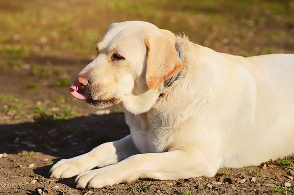 ラブラドル ・ レトリーバー犬の肖像画 — ストック写真