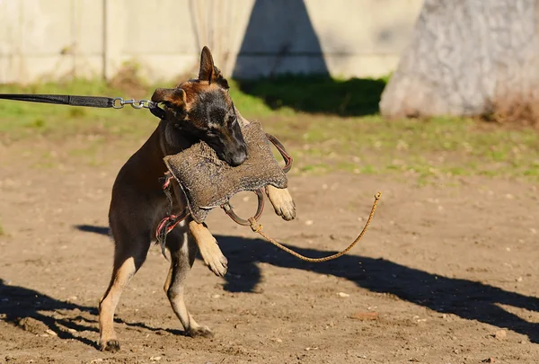 Cane pastore tedesco — Foto Stock