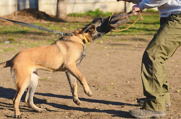 Cane pastore tedesco — Foto Stock