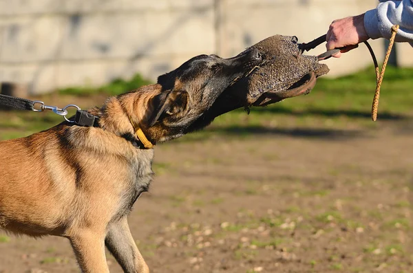 Tysk herdehund — Stockfoto