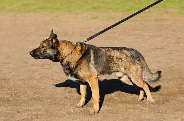 Cão pastor alemão — Fotografia de Stock