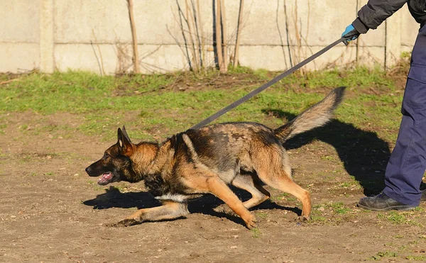 German shepherd dog — Stock Photo, Image