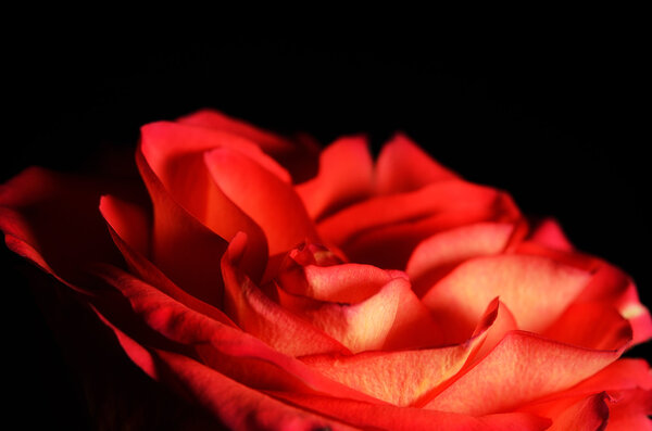 Closeup photo of a red rose