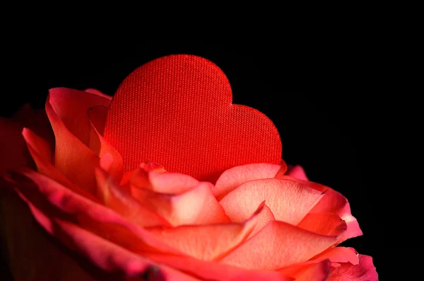 Foto di primo piano di una rosa con cuore rosso — Foto Stock