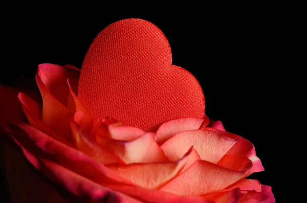 Closeup fotografii růže s červeným srdcem — Stock fotografie