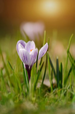 Çiğdem. Safran bahar