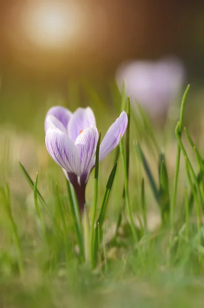 Krokus. Szafran na wiosnę — Zdjęcie stockowe