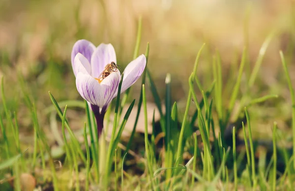 Krokus. Szafran na wiosnę — Zdjęcie stockowe