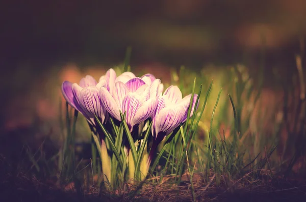 Винтажное фото крокус-цветов — стоковое фото